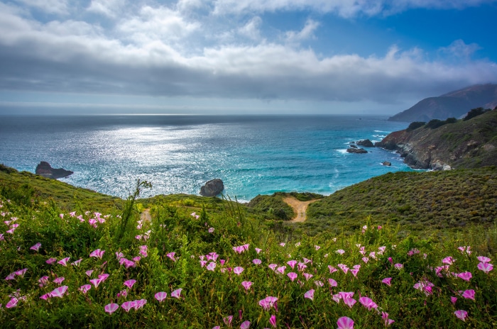 California Coastline with Pink Flowers and Ocean
