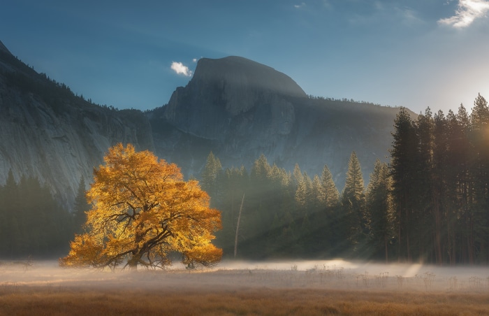 Golden tree in Yosemite with sunbeams