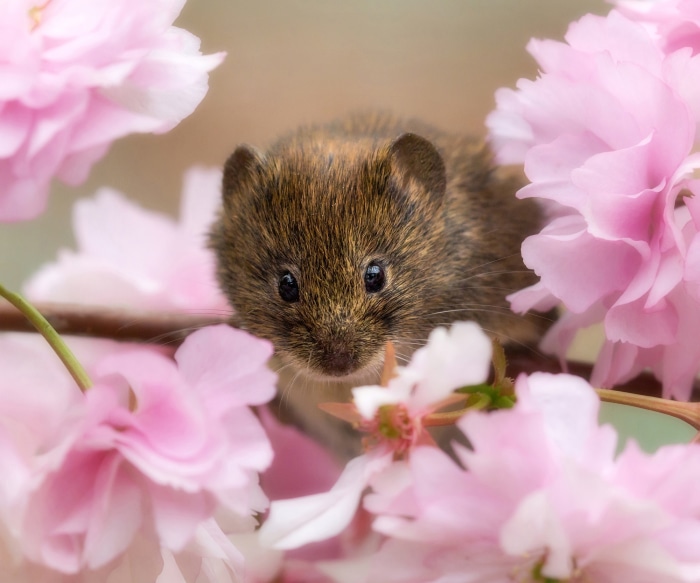 A vole peeks through pink cherry blossoms