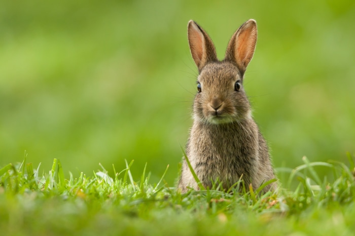 A young rabbit sits in green grass