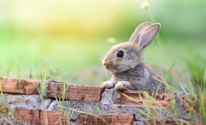 A baby rabbit peeks over a brick wall