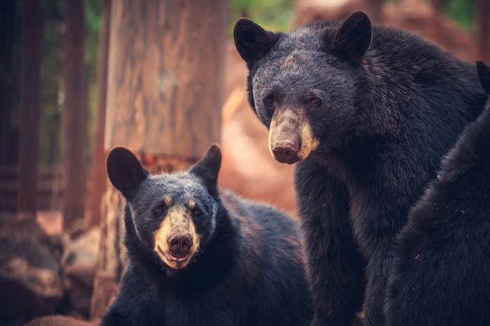 Two Black Bears in a Forest 4K