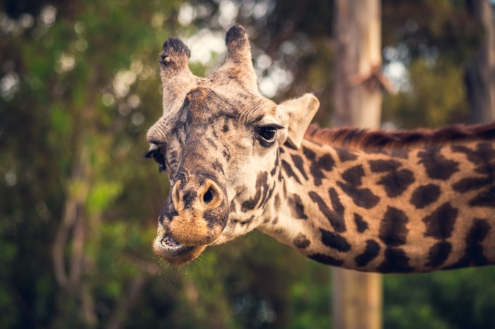 Close-up of a Giraffe's Head in 4K