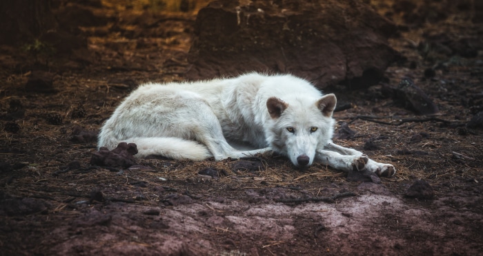 White wolf lying on the ground