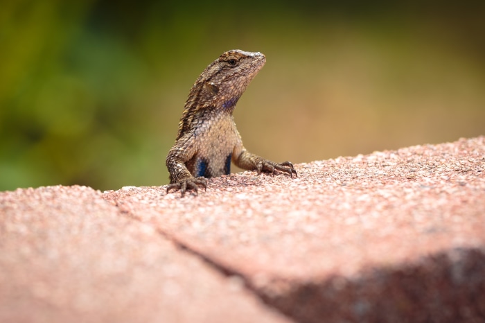 Lizard on a textured surface