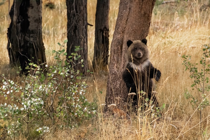 Grizzly bear cub standing by a tree