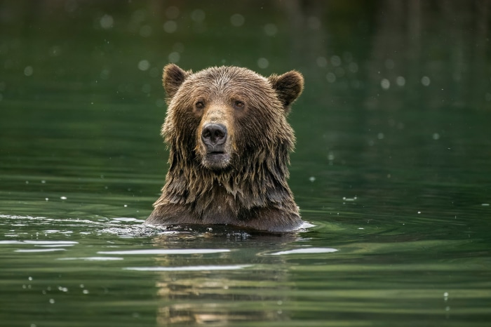 Grizzly Bear Swimming in Water