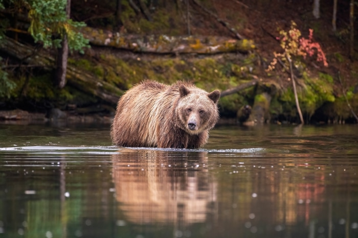 Grizzly Bear Wades in a River