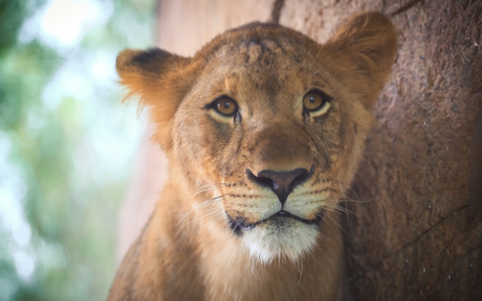 Lion Cub Close-up 4K
