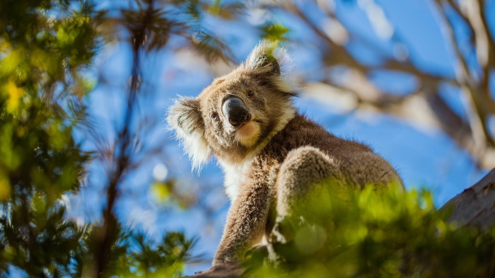 Koala sitting on a tree branch