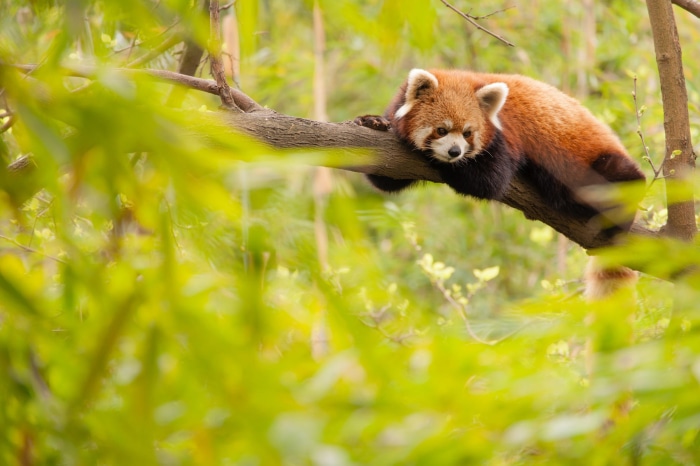 Red Panda resting on a tree branch