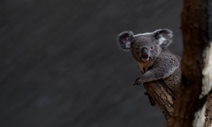 Koala sitting on a tree branch