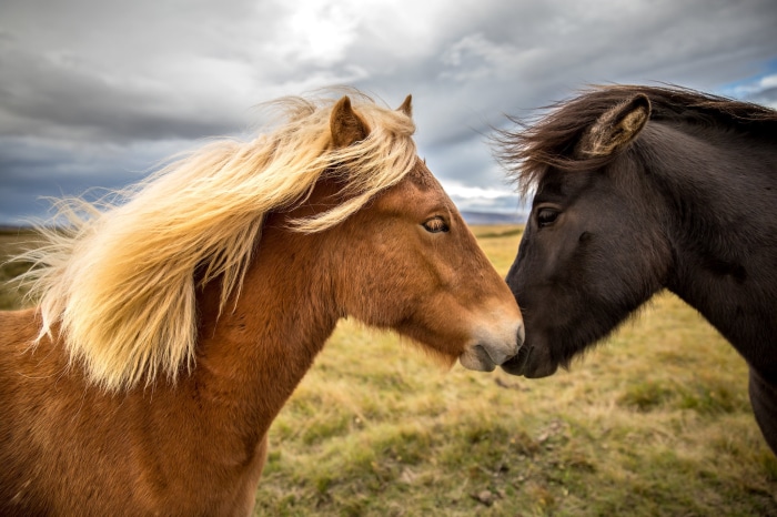 Two Icelandic horses in a field