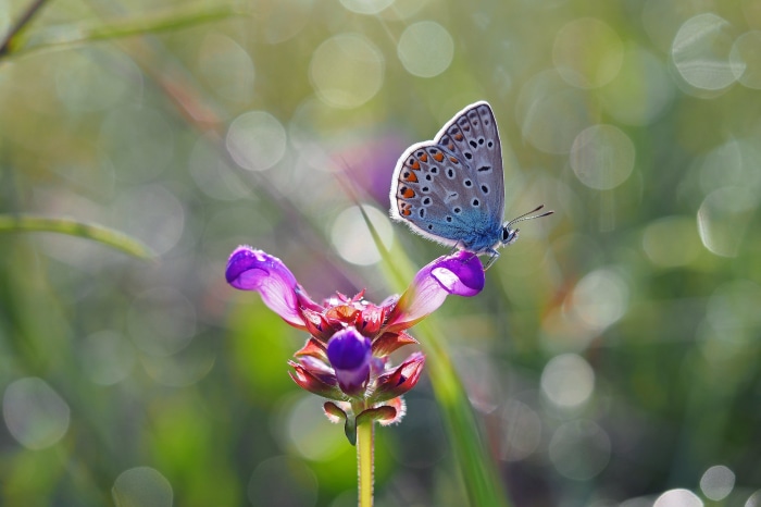 Blue butterfly on a purple flower