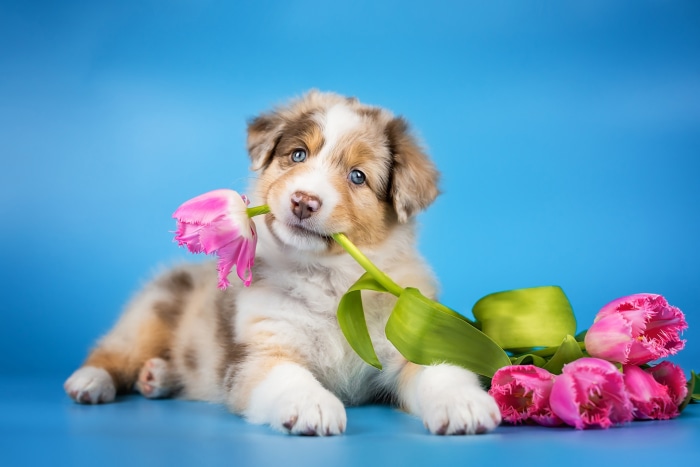 Australian Shepherd puppy with pink tulips