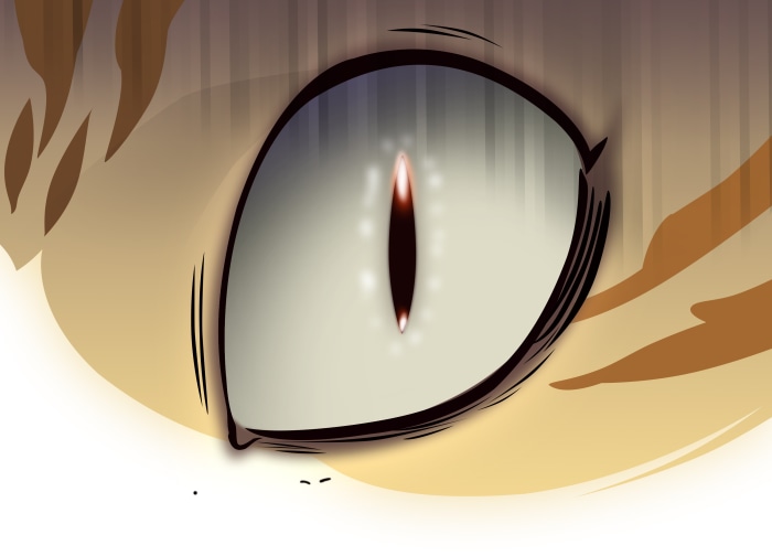 Kayden the cat's eye
