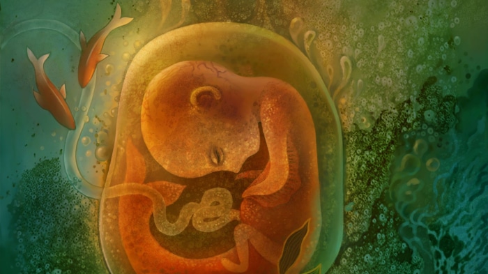Fetus in amniotic sac with fish