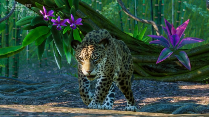 Jaguar from Planet Zoo