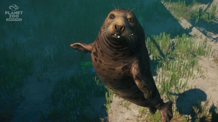 Seal in Planet Zoo Aquatic Pack