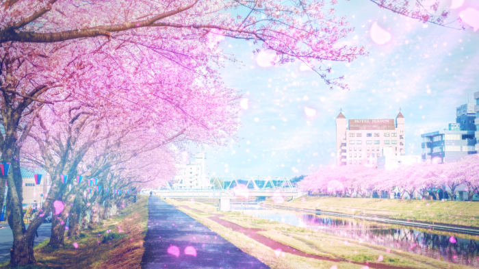 Sakura trees lining a river path