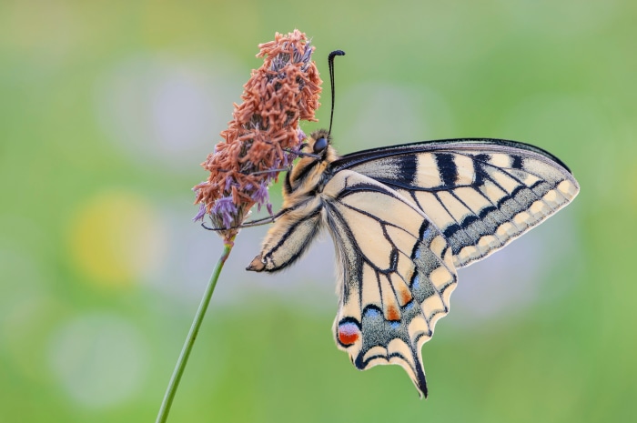 Macaon butterfly on a flower 4K