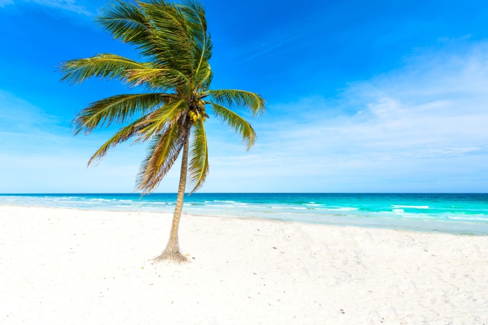 Palm Tree on a White Sand Beach