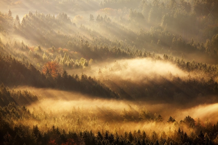 Sunbeams through misty forest canopy