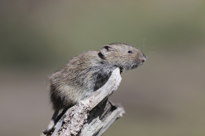 A small mouse perched on a branch