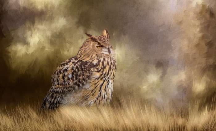 Eurasian Eagle-Owl in tall grass