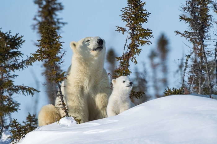 Polar bear mother and cub in snowy forest