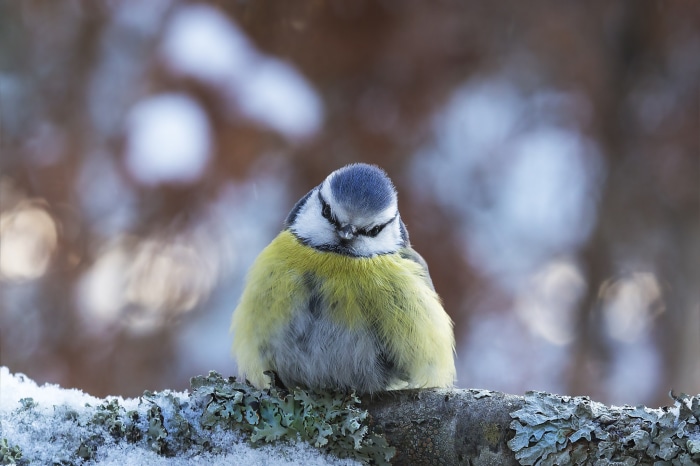 Blue Titmouse bird on a snowy branch