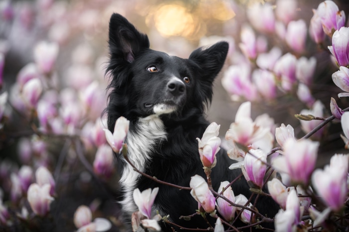 Border Collie dog among pink magnolia flowers