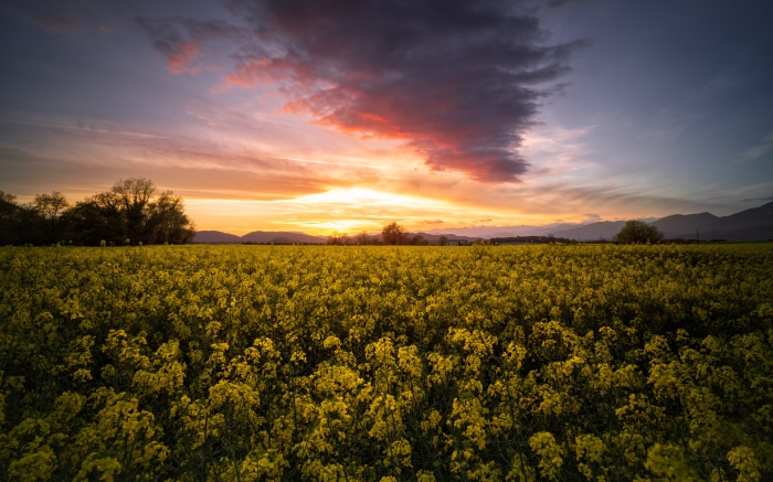 Field of Yellow Flowers at Sunset