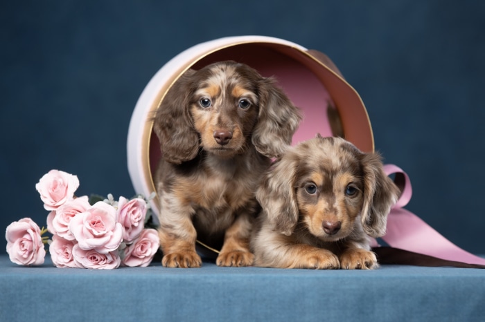Two Dachshund puppies in a decorative box with flowers