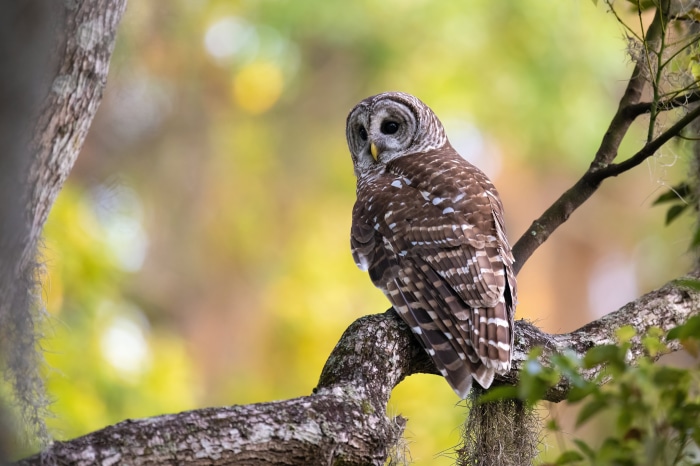 Barred Owl perched on a tree branch
