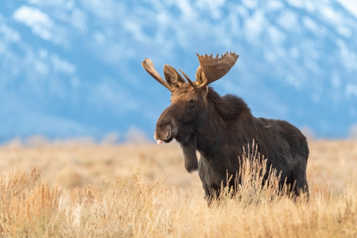 Moose with Tongue Out in Field 4K