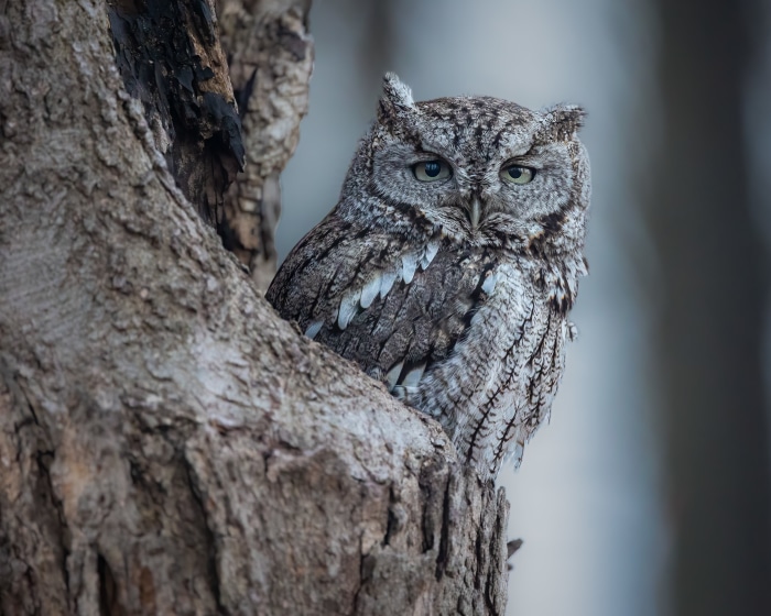Eastern Screech Owl perched on a tree