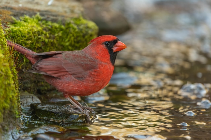 Northern Cardinal bird by water 4K