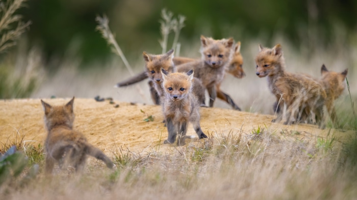 Group of Fox Cubs on Sandy Mound