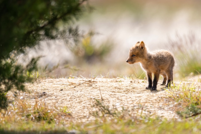 Young Fox in a Sandy Environment 4K