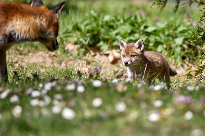 Red fox and cub in a field