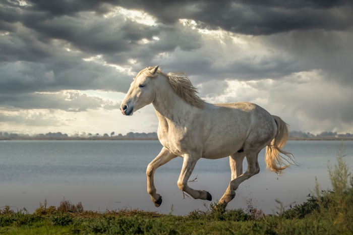 White horse running near water under stormy sky 4K