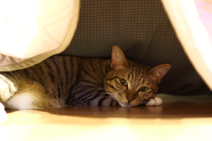 Tabby cat lying under a blanket