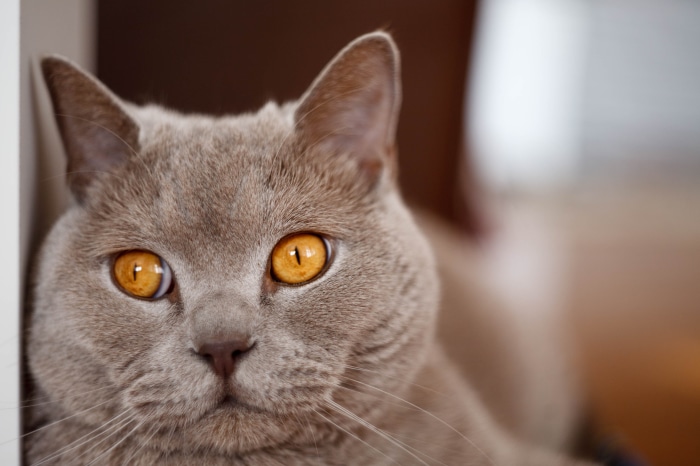 Close-up of a British Shorthair cat's face