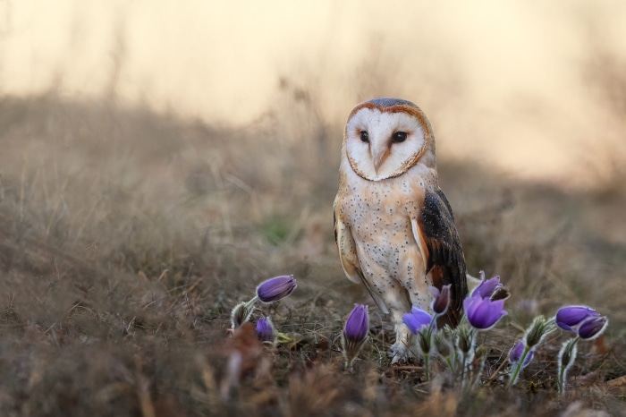 Barn Owl perched among purple flowers