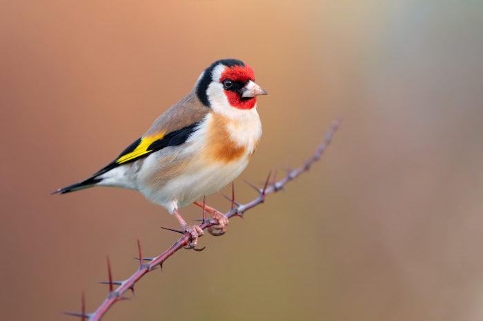 European Goldfinch perched on a thorny branch