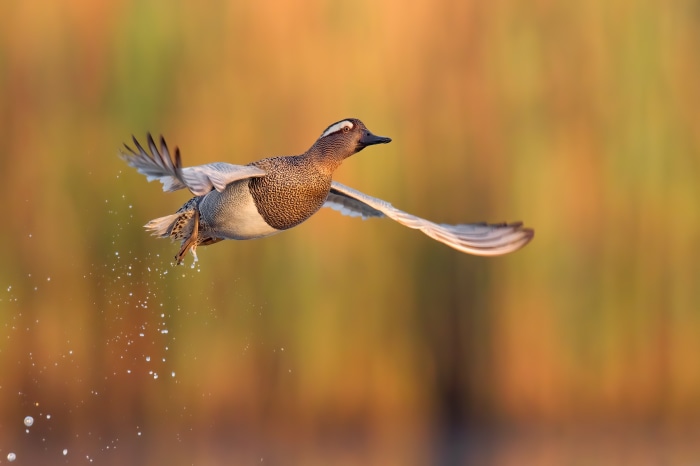 Garganey duck in flight over water