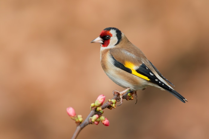European Goldfinch on a branch with buds