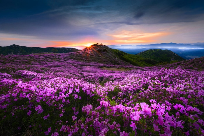 Mountain meadow with pink flowers at sunrise