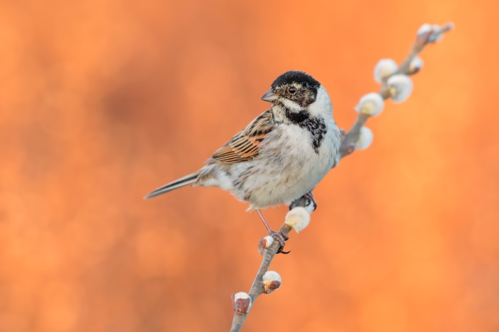 Reed Bunting perched on a branch